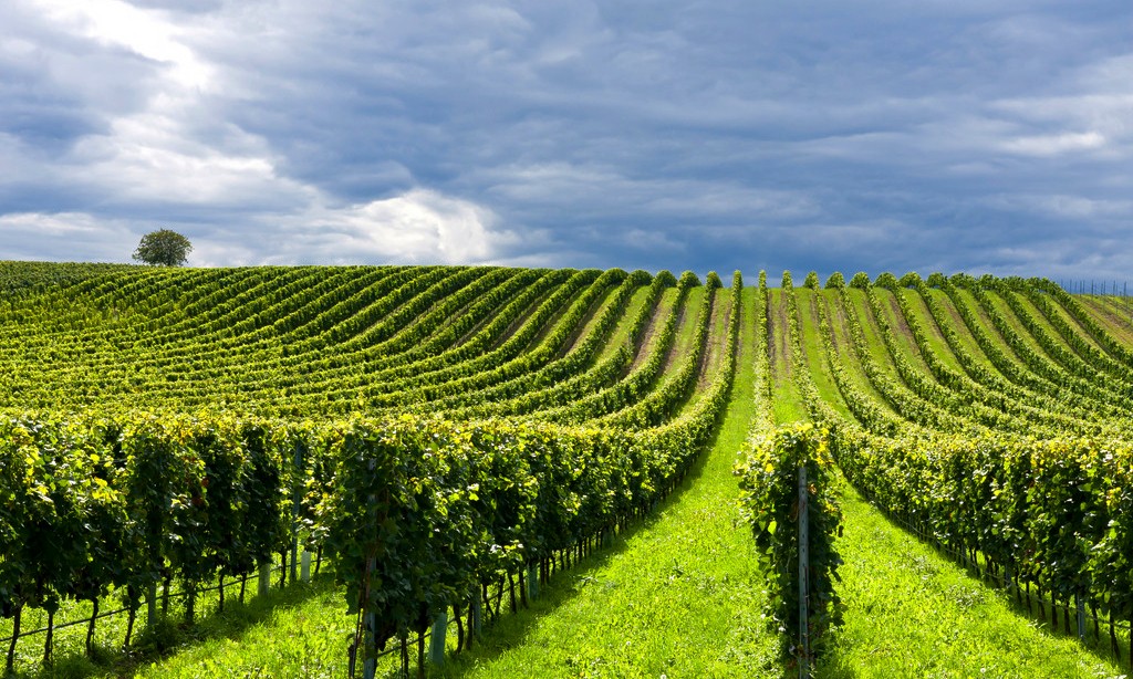 15573715597522.jpg 葡萄園_2.jpg