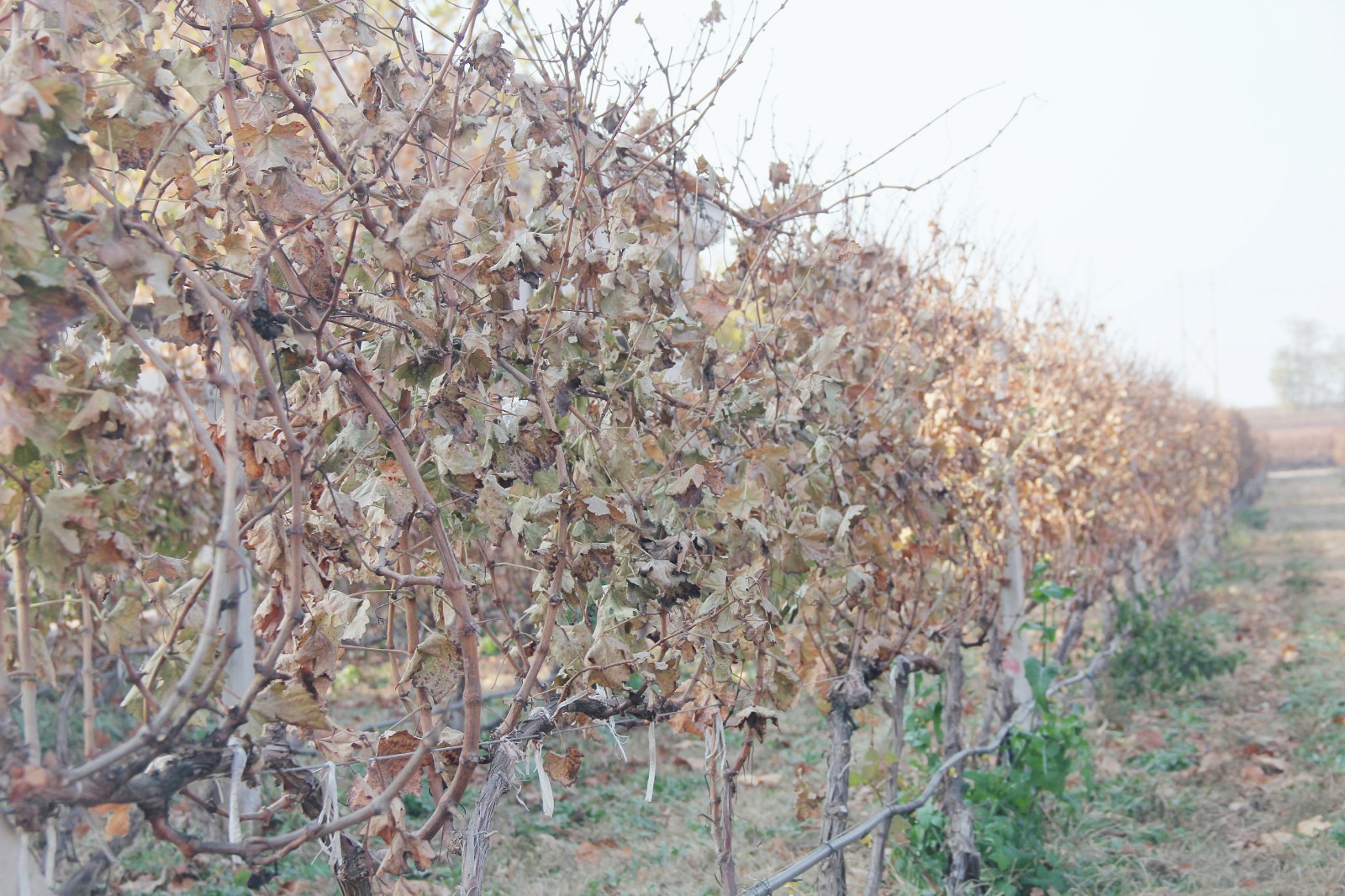 15743830359190.jpg 1.jpg