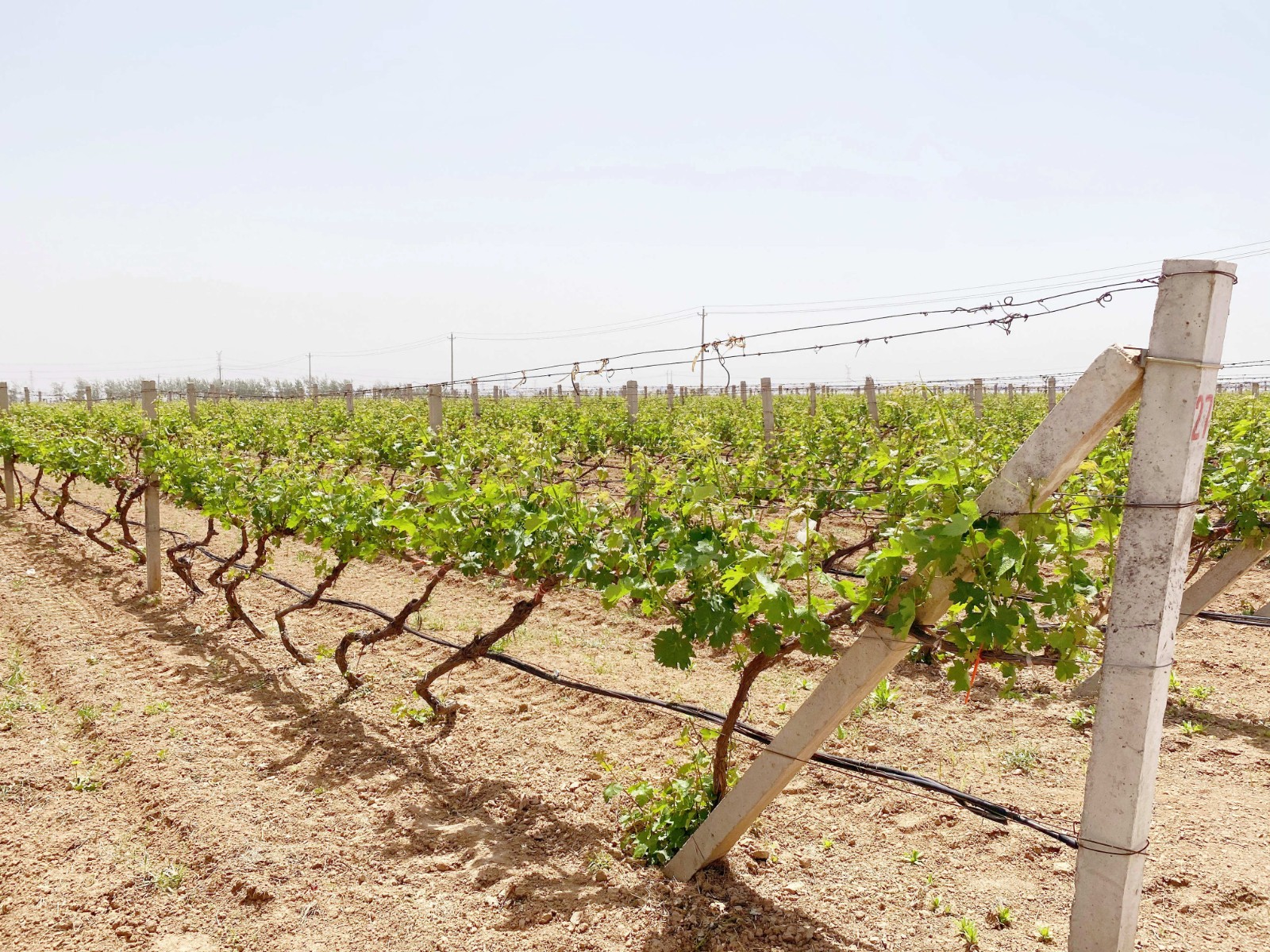 16204440156423.jpg 微信圖片_20210504144307.jpg