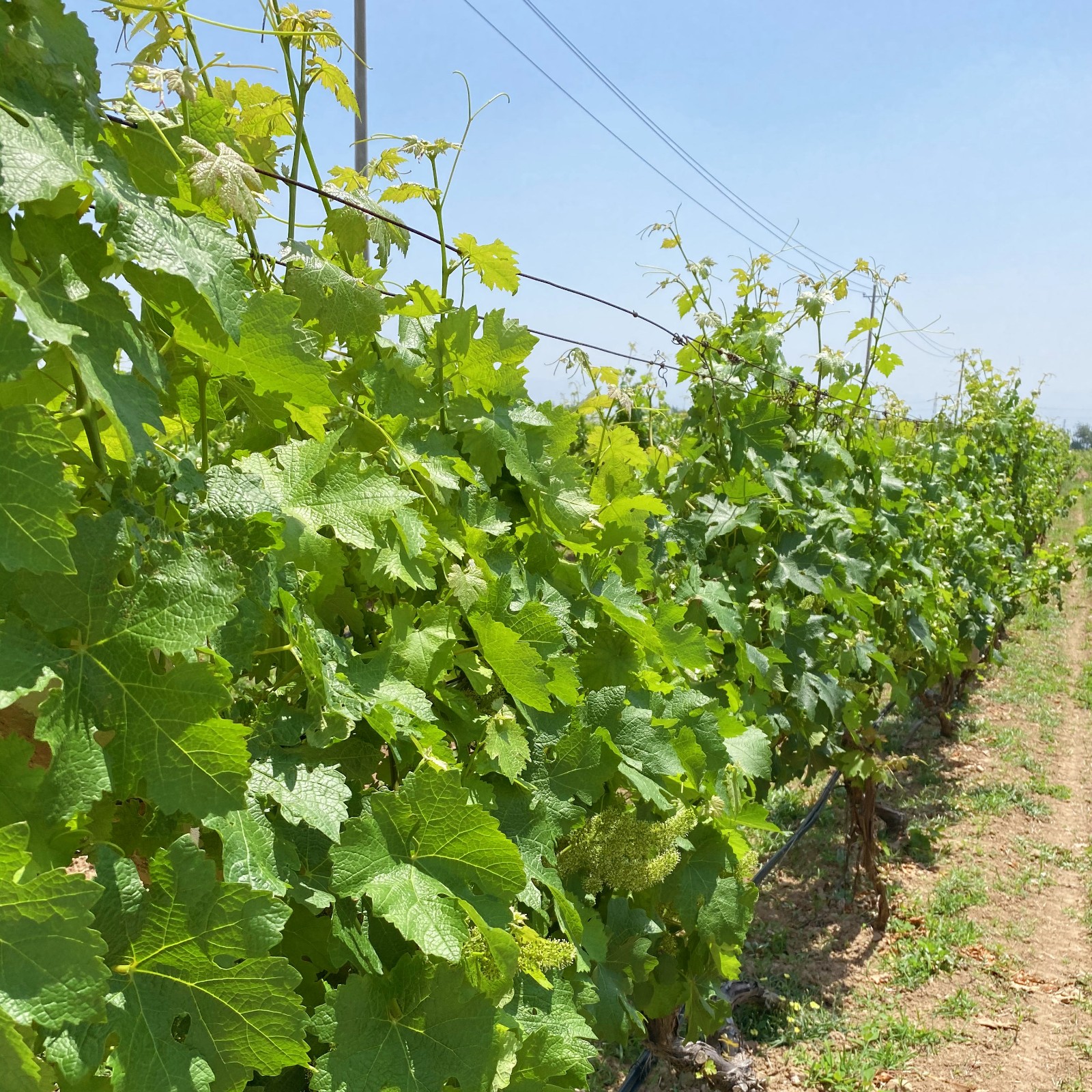 16219343037437.jpg 1.jpg