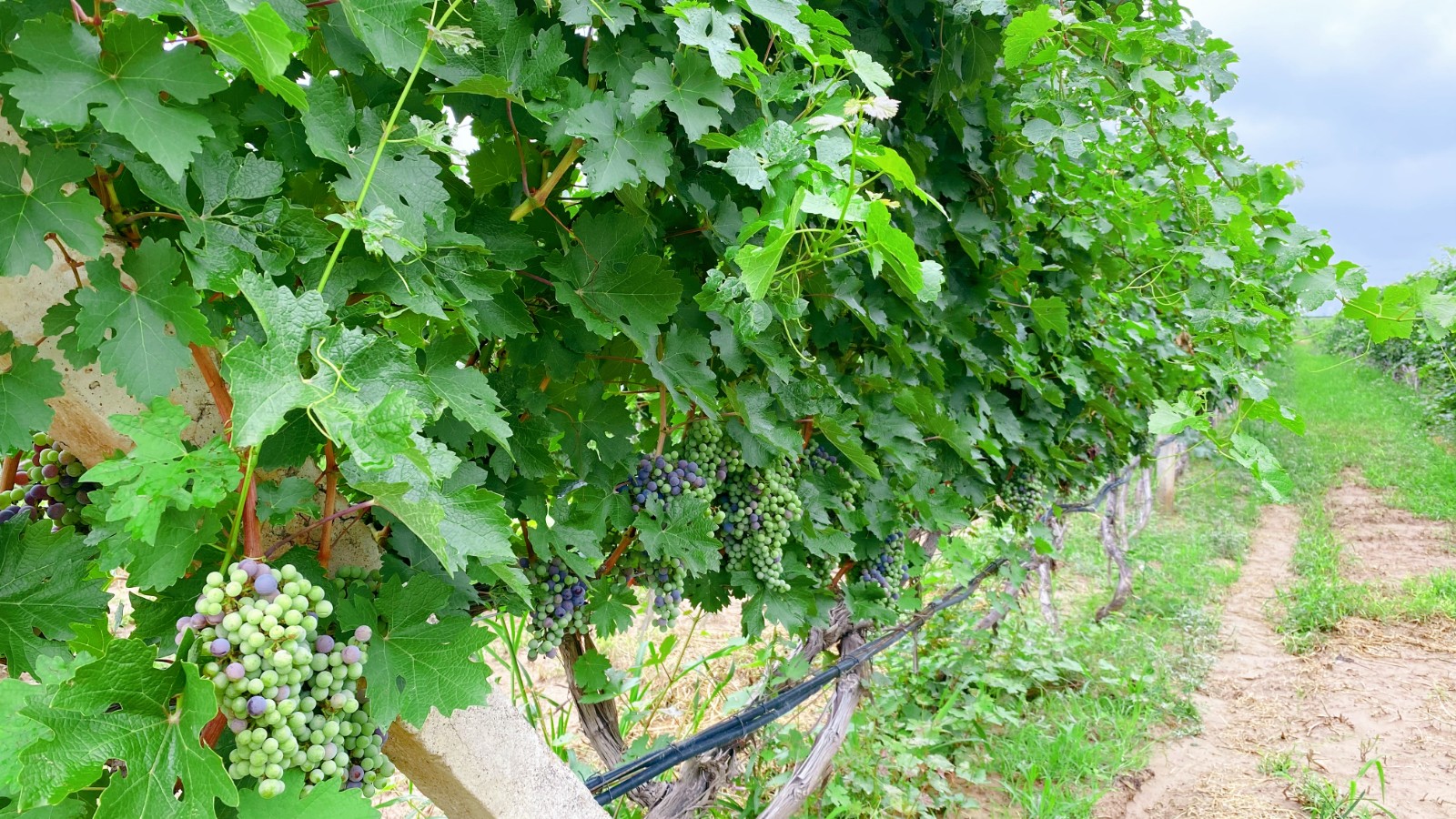 16269412759895.jpg 5.jpg