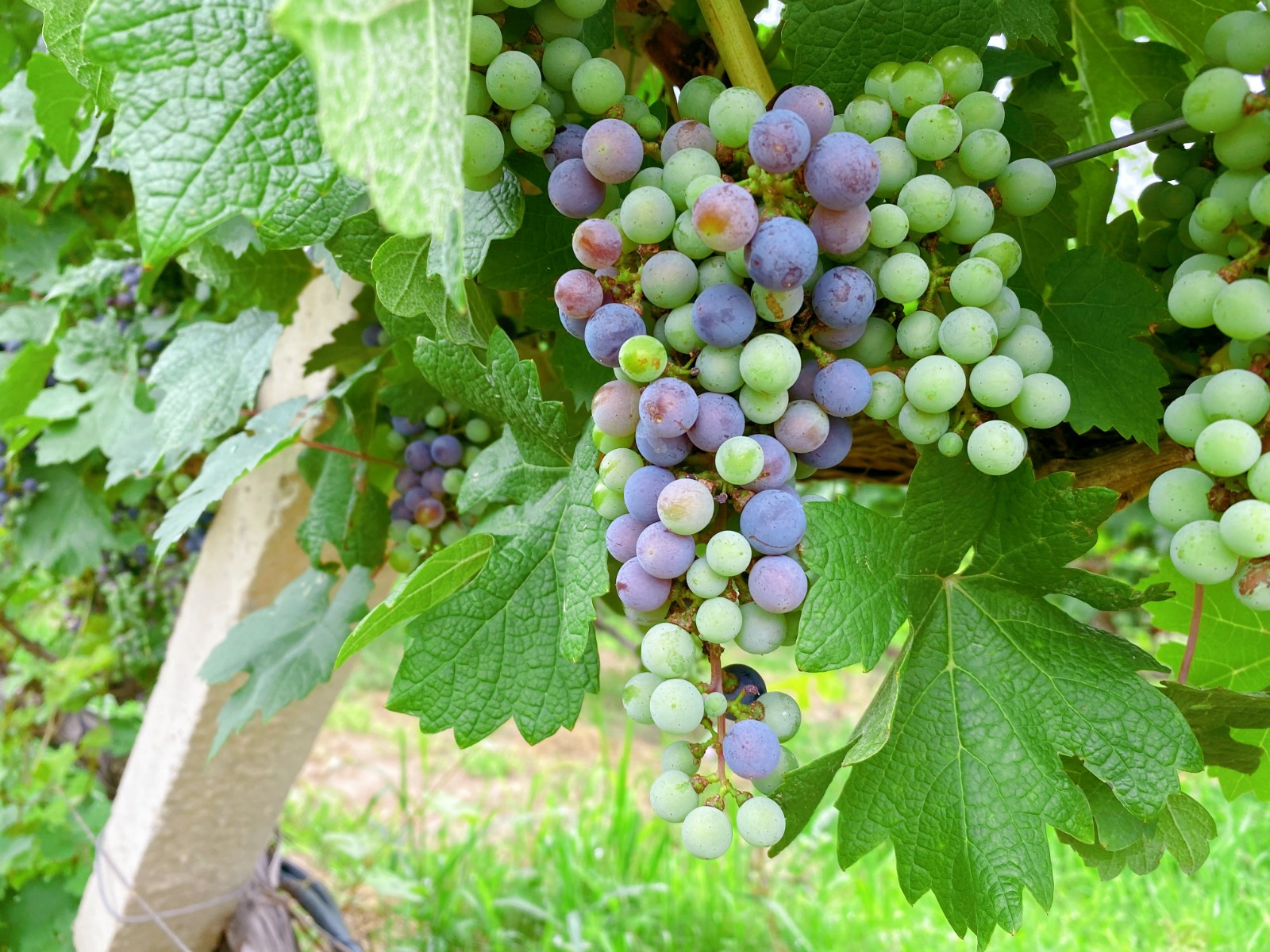 16269412917217.jpg 6.jpg