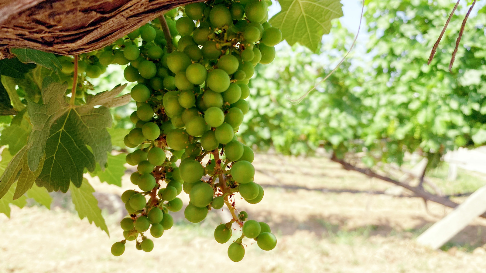 16544960671435.jpg 微信圖片_20220605150830.jpg