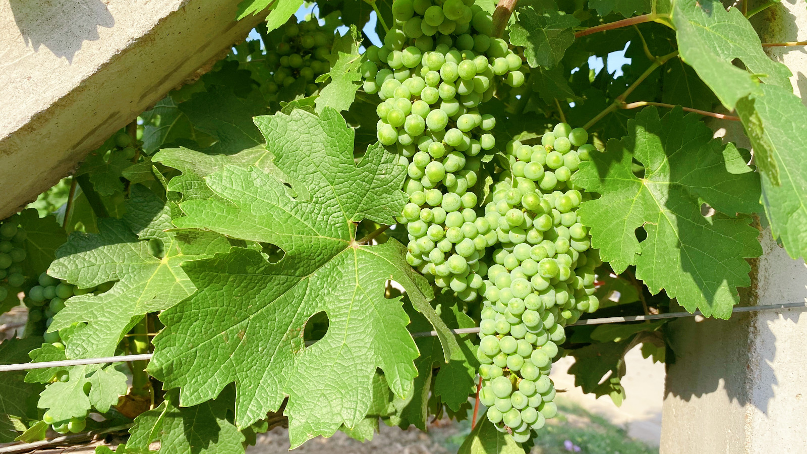 16557744478044.jpg 微信圖片_20220620083454.jpg