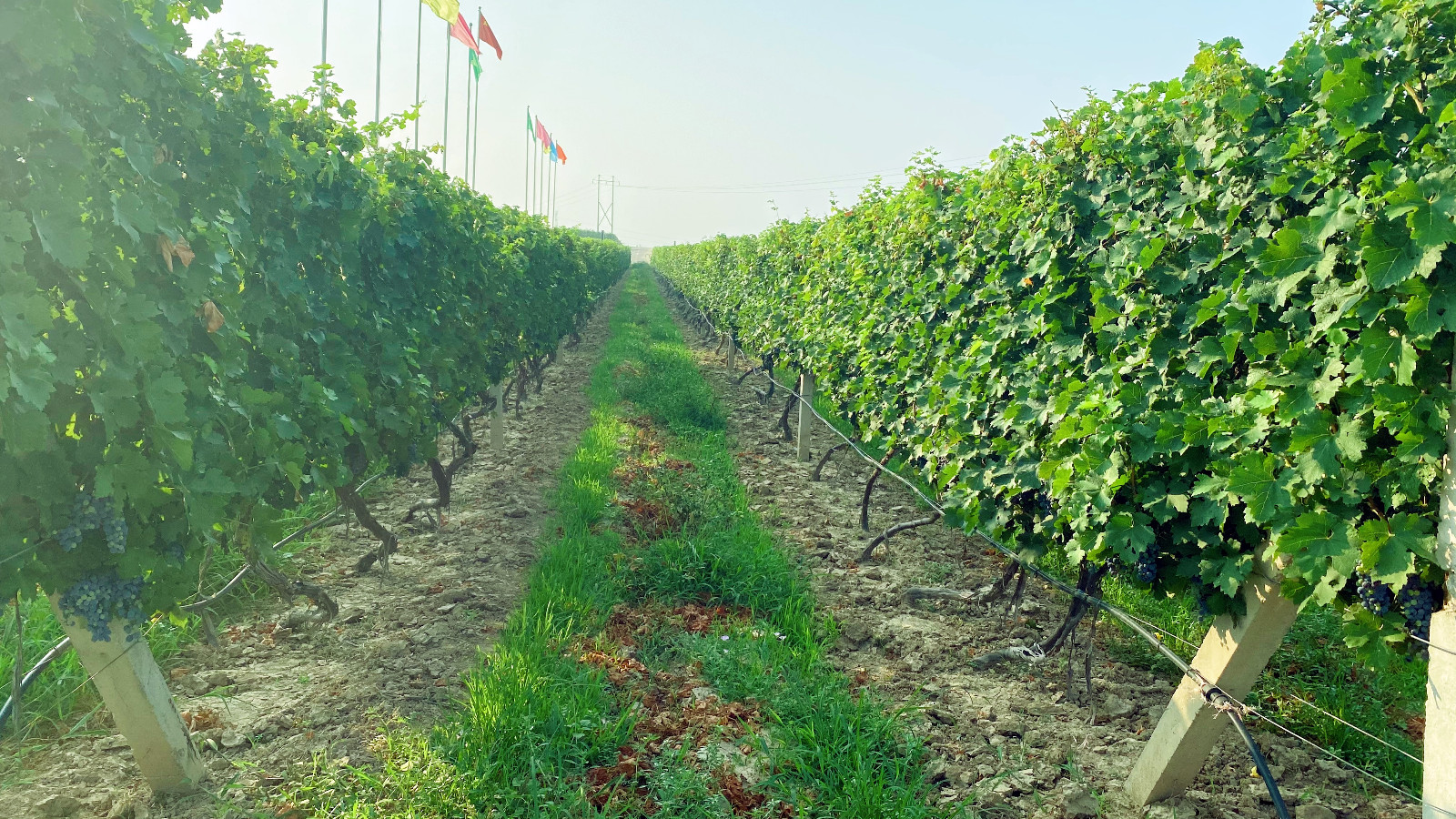 16599191252344.jpg 微信圖片_20220806112541_副本.jpg