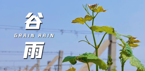 谷雨 ▎雨生百谷，萬物生長