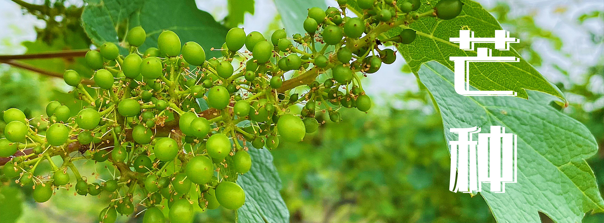 芒種 ▎有芒之種，忙有所得