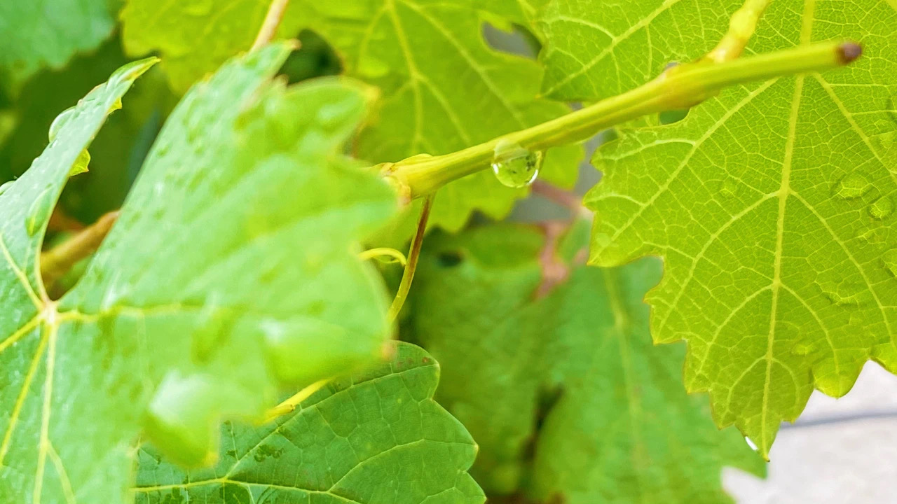 夏至 ▎萬物酣暢生長，葡園美好悠揚