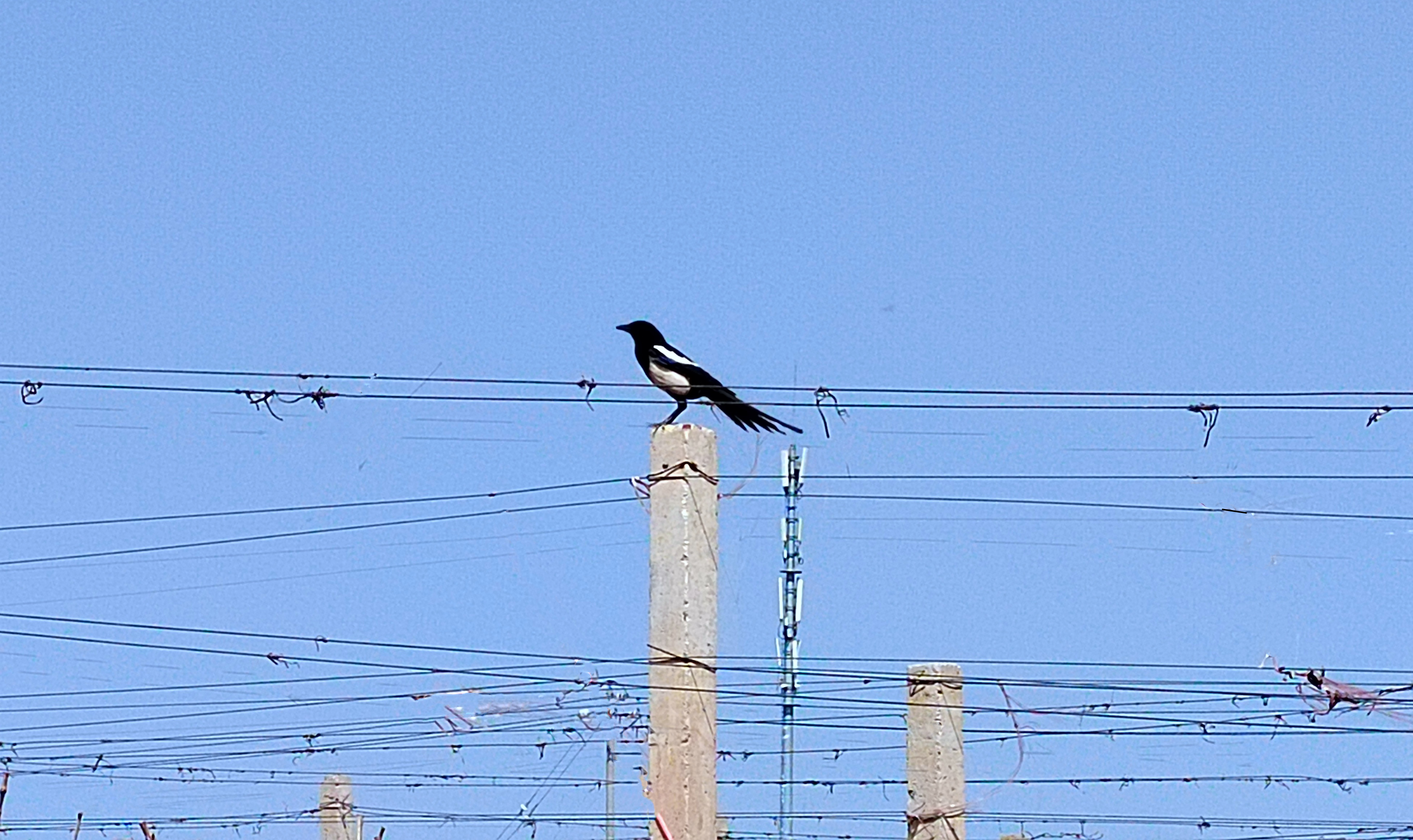 17114242251065.png a67954ad74fe6d1f3680e64693dde5a1.png