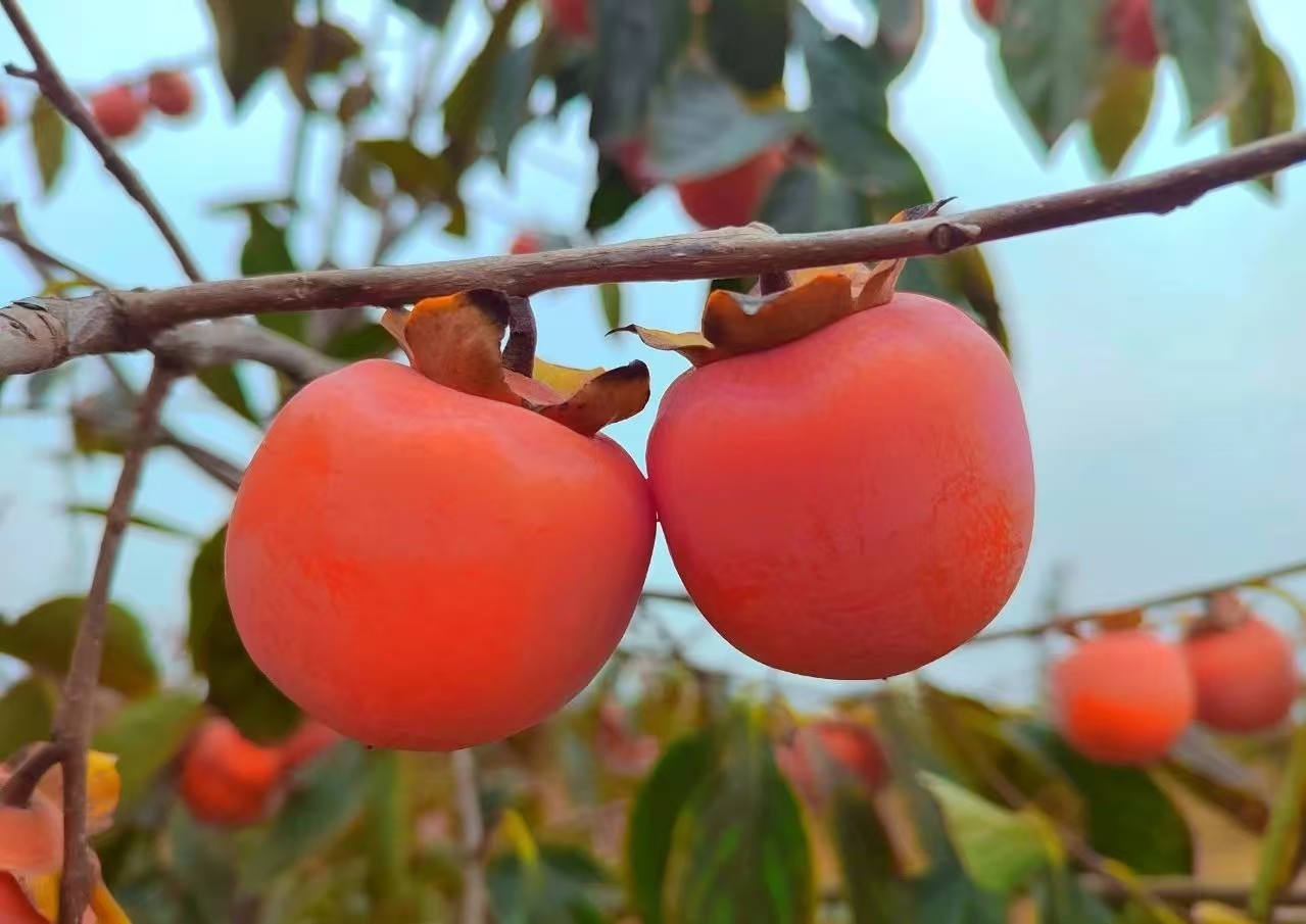 17301817561356.jpg 243673811686291947.jpg