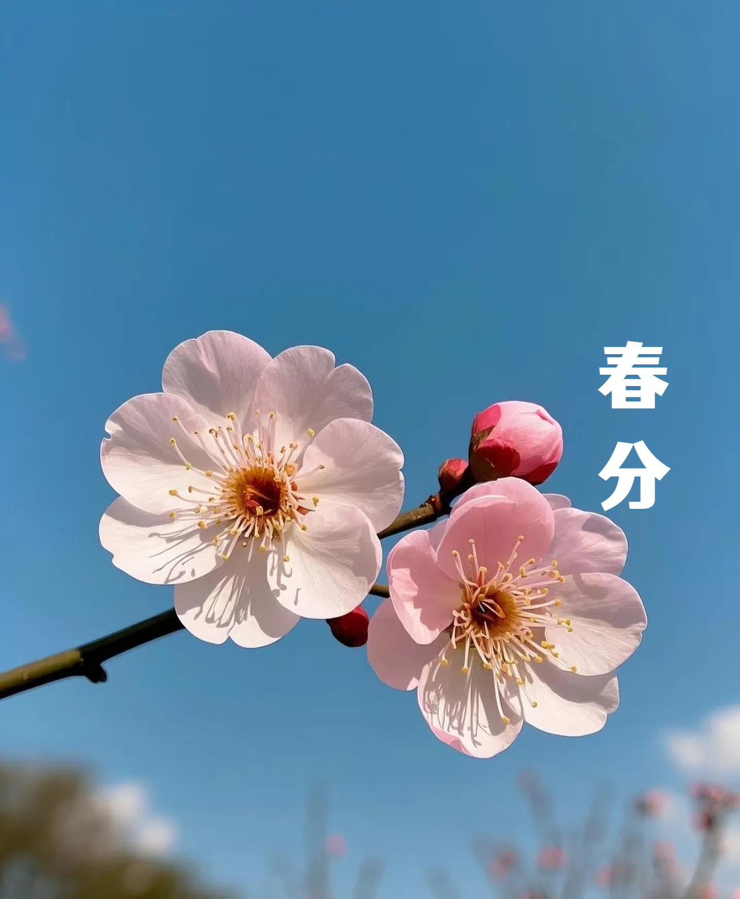 春分||花間一壺酒，莫負好時光